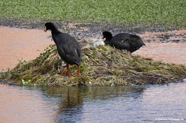 Fulica gigantea