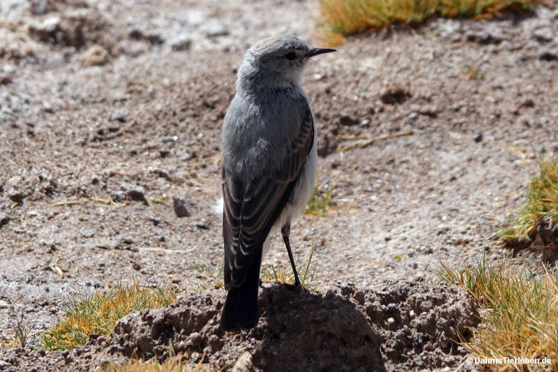 Muscisaxicola cinereus cinereus