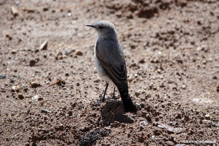 Muscisaxicola cinereus cinereus