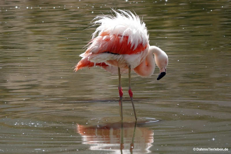 Phoenicopterus chilensis