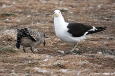 Larus dominicanus-2