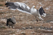 Larus dominicanus-3