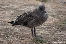 Larus dominicanus-4