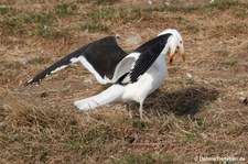 Larus dominicanus-5