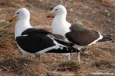 Larus dominicanus-6