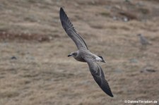 Larus dominicanus-7