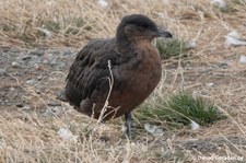 Stercorarius chilensis