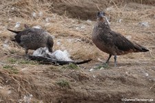 Stercorarius chilensis