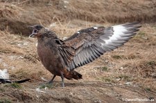 Stercorarius chilensis