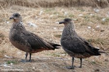 Stercorarius chilensis