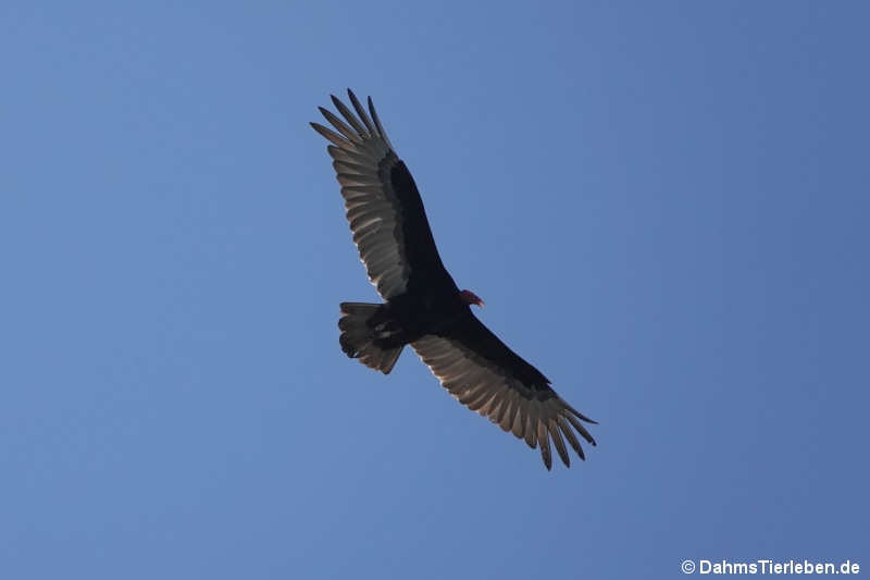 Cathartes aura ruficollis