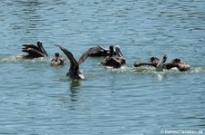 Chilepelikane (Pelecanus thagus) in  Valparaíso, Chile