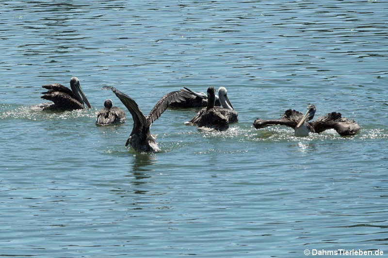 Pelecanus thagus