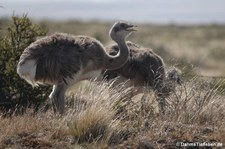 Rhea pennata pennata-3