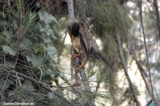 Turdus falcklandii magellanicus