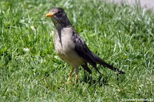 Turdus falcklandii magellanicus-2