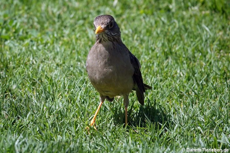 Turdus falcklandii magellanicus