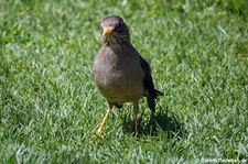 Turdus falcklandii magellanicus-1