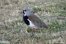 Vanellus chilensis fretensis-1