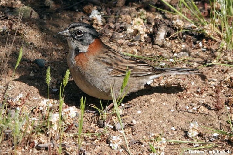 Zonotrichia capensis