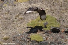 Caracara plancus-1