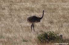 Rhea pennata pennata-2