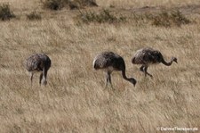 Rhea pennata pennata-1