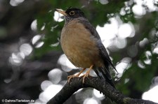 Turdus falcklandii magellanicus-3