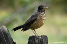 Turdus falcklandii magellanicus-4