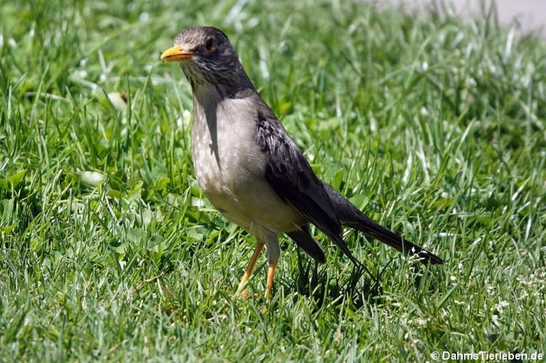 Turdus falcklandii magellanicus