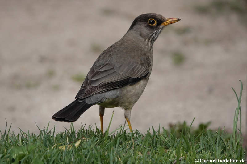 Turdus falcklandii magellanicus