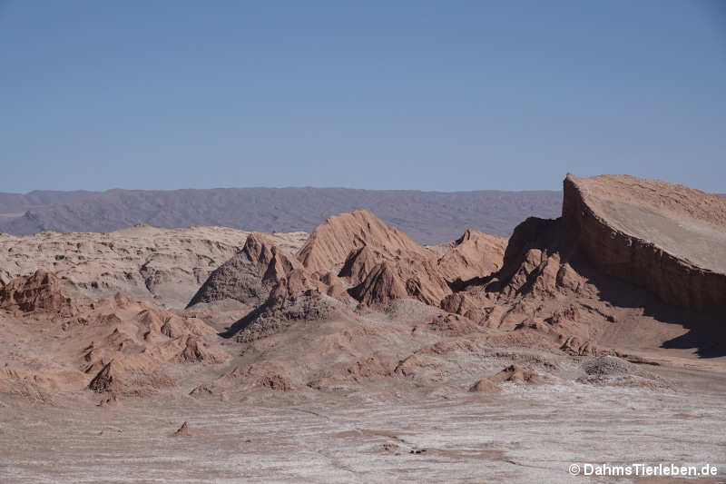 atacama-28