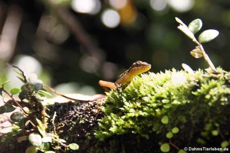 Anolis oxylophus