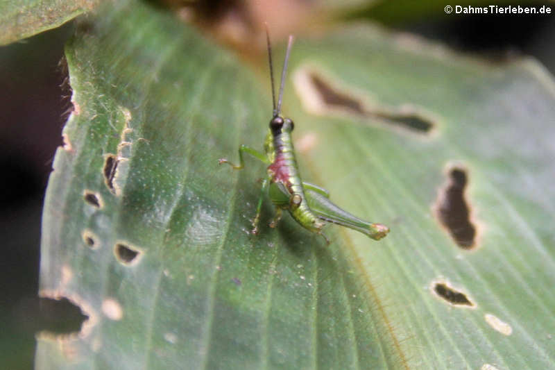 Ampelophilus olivaceus (juvenil)