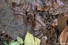 Costa Rican Pink Footed Tarantula (Sericopelma melanotarsum) in der biologischen Forschungsstation Rara Avis, Costa Rica