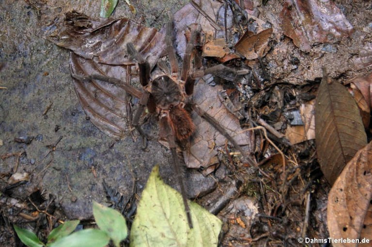 Sericopelma melanotarsum