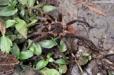 Costa Rican Pink Footed Tarantula (Sericopelma melanotarsum) in der biologischen Forschungsstation Rara Avis, Costa Rica