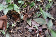 Costa Rican Pink Footed Tarantula (Sericopelma melanotarsum) in der biologischen Forschungsstation Rara Avis, Costa Rica