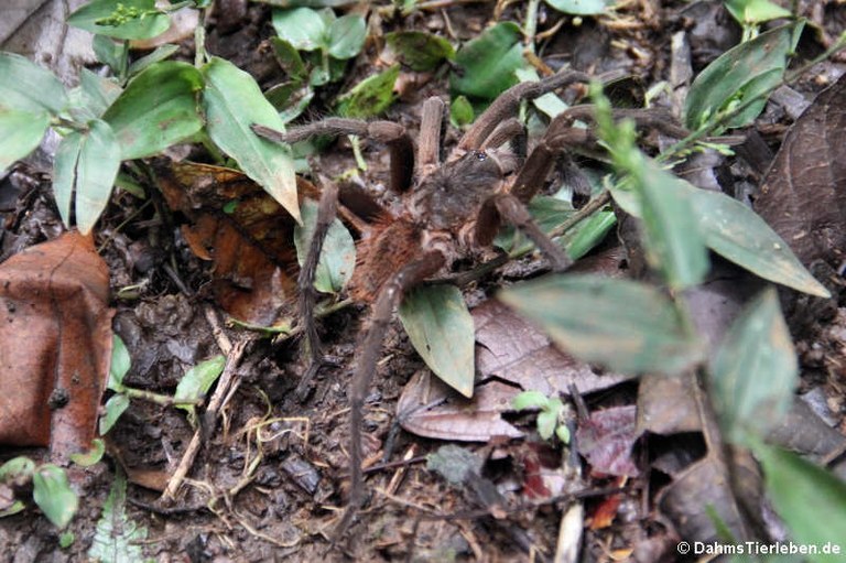 Sericopelma melanotarsum