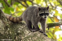 Krabbenwaschbär (Procyon cancrivorus) im Nationalpark Cahuita