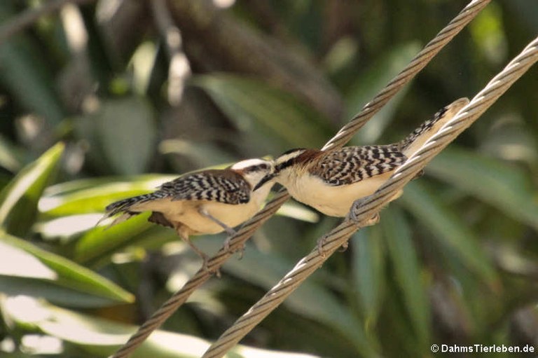 Campylorhynchus rufinucha