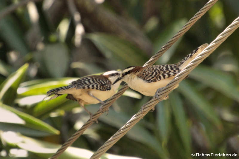 Rotnacken-Zaunkönige (Campylorhynchus rufinucha)