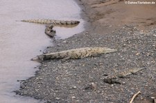 Spitzkrokodile (Crocodylus acutus) am Rio Tárcoles, Costa Rica