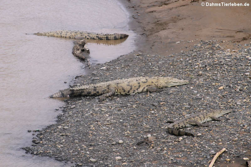 Spitzkrokodile (Crocodylus acutus) am Rio Tárcoles