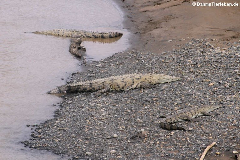 Crocodylus acutus