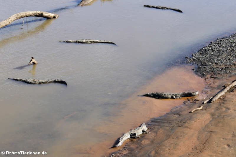 Spitzkrokodile (Crocodylus acutus) am Rio Tárcoles