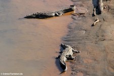 Spitzkrokodile (Crocodylus acutus) am Rio Tárcoles, Costa Rica