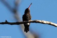 Schwarzbauchkolibri (Eupherusa nigriventris) in San José, Costa Rica