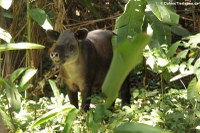 Mittelamerikanischer Tapir