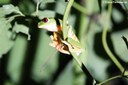 Agalychnis callidryas